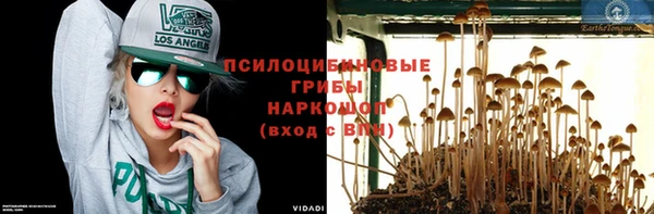 прущие грибы Верхний Тагил